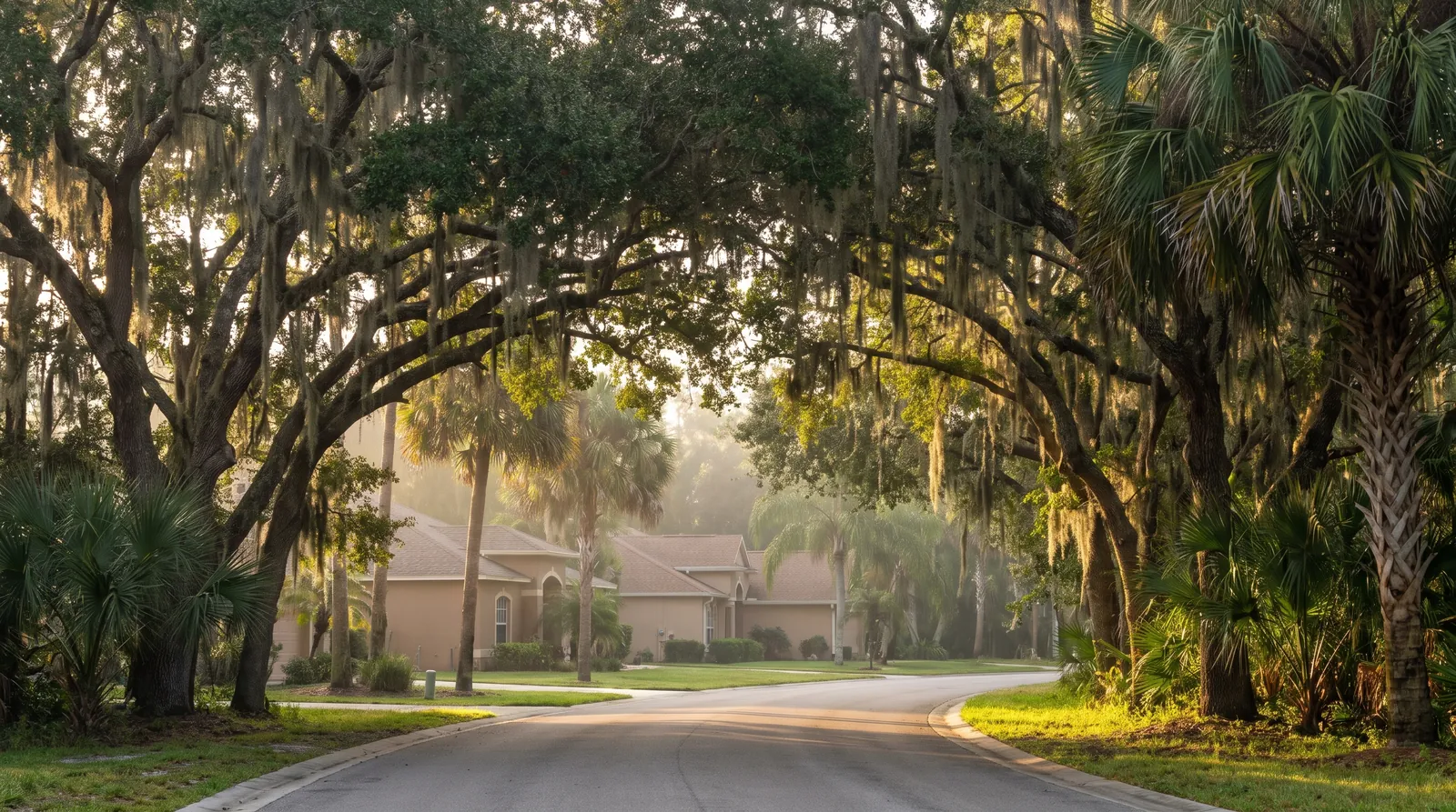 Live oak canopy road with Spanish moss and sabal palms in Palm Coast, FL